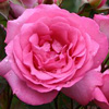 Rosiers
