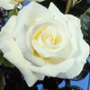 Rosiers