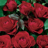 Rosiers