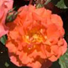 Rosiers