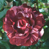 Rosiers