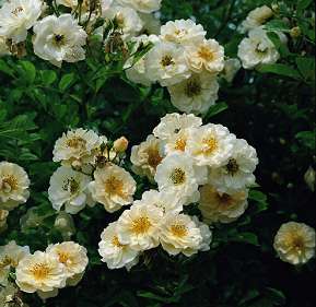 Rosiers