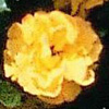 Rosiers