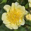 Rosiers