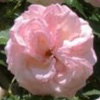 Rosiers