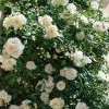 Rosiers