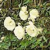 Rosiers