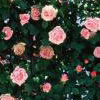 Rosiers