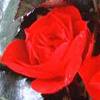 Rosiers