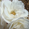 Rosiers