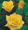 Rosiers