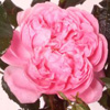 Rosiers