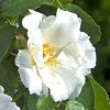 Rosiers