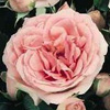 Rosiers
