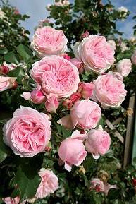 Rosiers