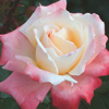 Rosiers