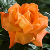 Rosiers