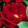 Rosiers