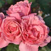 Rosiers