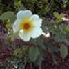 Rosiers
