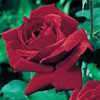 Rosiers