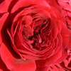 Rosiers