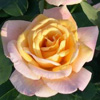 Rosiers
