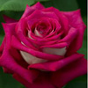 Rosiers