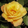 Rosiers