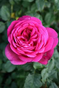 Rosiers
