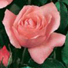 Rosiers