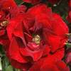 Rosiers