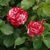 Rosiers