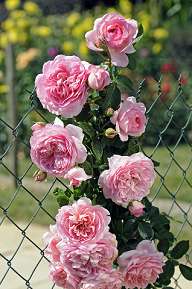 Rosiers