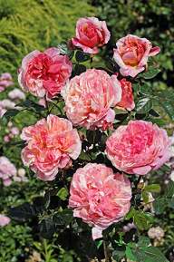Rosiers