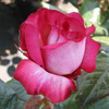 Rosiers