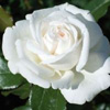 Rosiers
