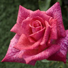 Rosiers