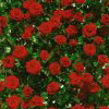 Rosiers