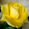 Rosiers