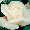 Rosiers