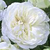 Rosiers