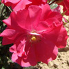 Rosiers