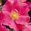Rosiers