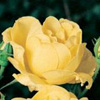 Rosiers