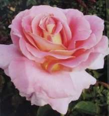 Rosiers