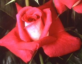 Rosiers