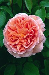 Rosiers