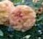 Rosiers