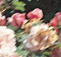 Rosiers